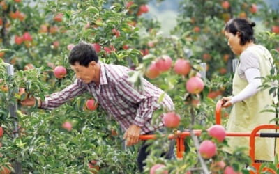 [포토] “추석 차례상에 올릴 사과 땁니다”