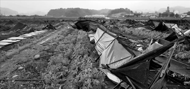 8월 초부터 이어진 폭우와 강풍에 주요 인삼 농가가 큰 피해를 봤다. 강원 횡성의 한 6년근 인삼밭 해가림 시설이 파괴돼 있다.  KGC인삼공사 제공 