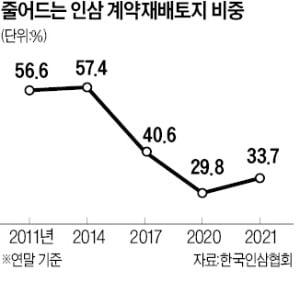 폭우로 '쑥대밭'됐는데…인삼 가격 그대로 왜?