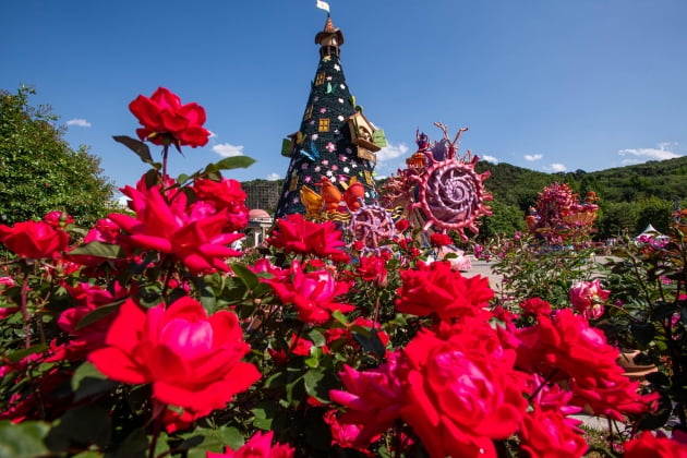 1985년 6월 서막을 연 ‘장미 축제’는 국내 최초로 꽃을 테마로 한 축제로 뒤이어 탄생하는 한국의 여러 꽃 축제의 시초이다. (사진=삼성물산 리조트부문)