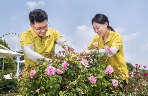 에버랜드 장미 전문가가 '퍼퓸 에버스케이프' 품종을 돌보고 있다.(사진=삼성물산 리조트부문)