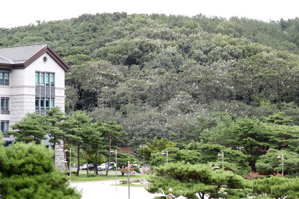 조용한 대학 캠퍼스 주변에 터 잡은 백로떼…주민은 '울상'