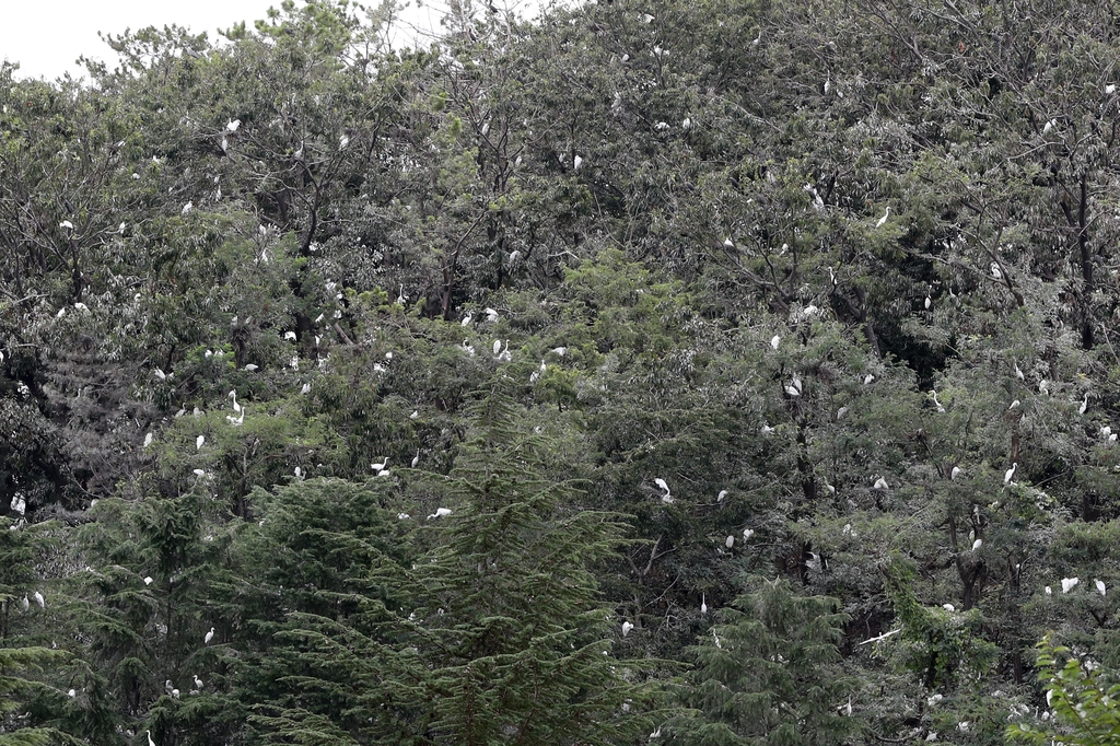 조용한 대학 캠퍼스 주변에 터 잡은 백로떼…주민은 '울상'