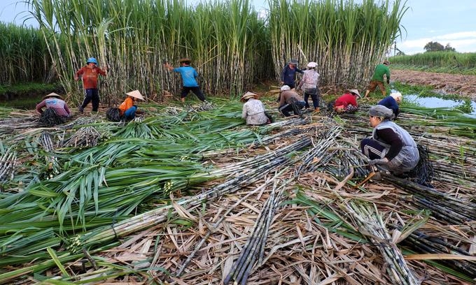 베트남, 태국산 설탕 수입 제한…타국서 들여와도 '반덤핑 관세'