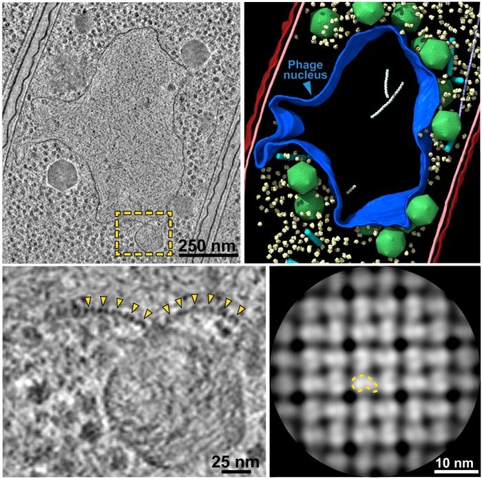 Viruses don't have a nucleus?  Some bacteria-infecting viruses have a nucleus