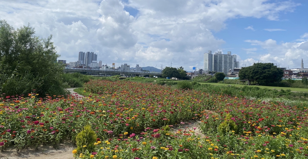 가수 조명섭 데뷔 1천 일 기념…원주에 백일홍 가드닝 조성