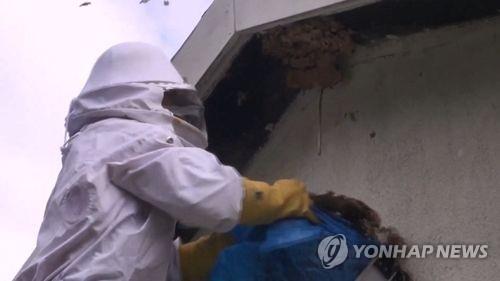 폭염 속 예민해진 벌떼 공격…충북 119 출동 급증