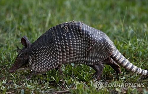 멸종위기 적색목록 '정보부족' 분류 동식물종도 절반 이상 위험