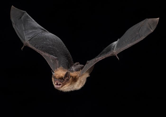 박쥐 겨울잠이 생물학적 노화 늦춰 장수 비결로 작용
