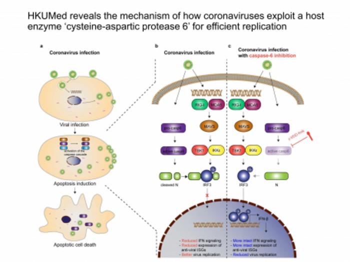 Smart novel coronavirus used to self-replicate host cell 'defense system'