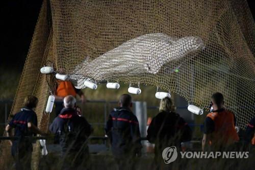 프랑스 센강에 갇혔던 벨루가 끝내 하늘나라로