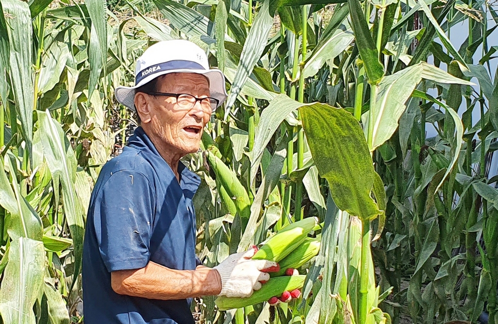 코이카, 영월 주천 대표 농산물 찰옥수수 판매