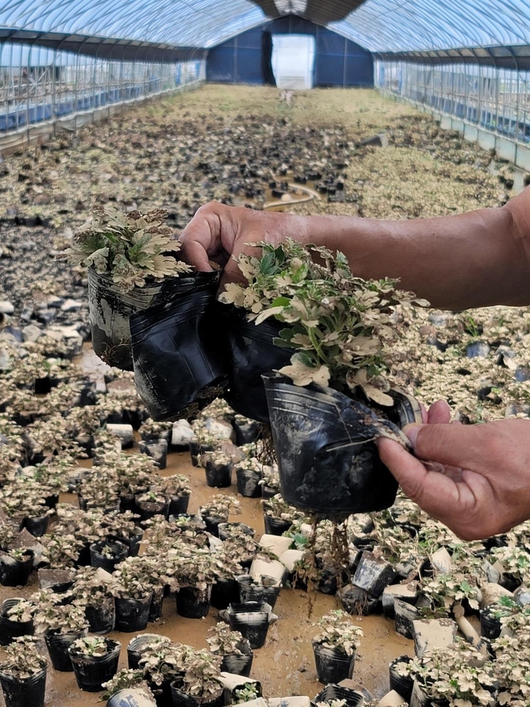 [집중호우] "비닐하우스안 화분 수만개가 물위에 둥둥"…갯벌처럼 변한 농장