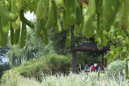 대구·경북 광복절 연휴 최고 35도 무더위…비 소식도(종합)