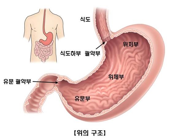 "엡스타인-바 바이러스, 위암과 관계 있다"