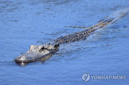 88세 美할머니, 실버타운 내 연못서 악어 공격에 사망