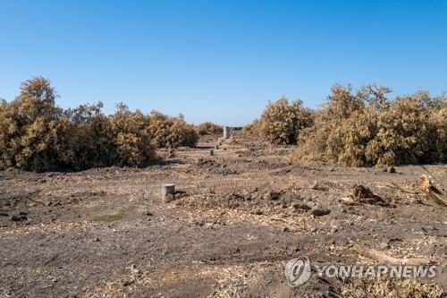 "미국 농부들, 극심한 가뭄에 밭 갈아엎고 소 내다팔아"