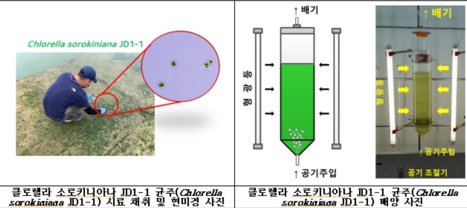 수질 개선하고 바이오연료로 활용…호남권자원관, 미세조류 발견