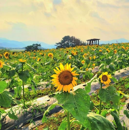 3년 만의 황금빛 물결…함안 '강주 해바라기 축제' 26일 개막