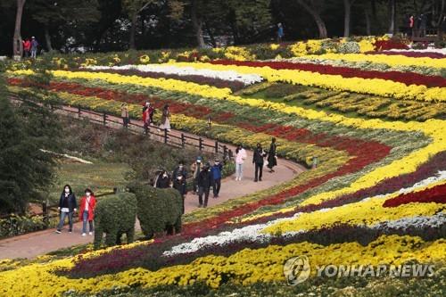 화순 '국화향연' 3년만에 개최…이벤트 없이 관람형으로