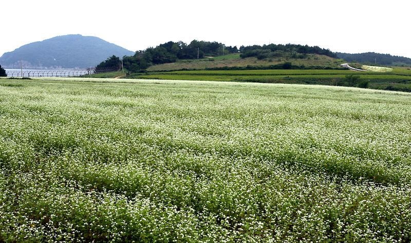 서해 백령도 특산품 메밀 생산량 해마다 줄어든다