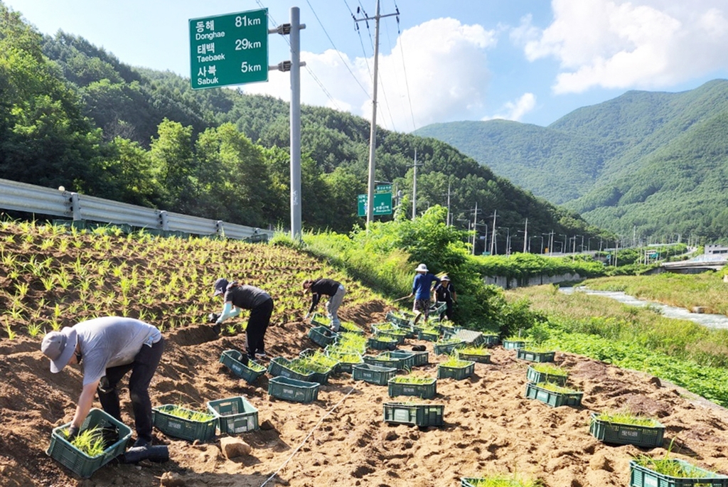 정선 남면 무릉리, 은빛 물결 출렁이는 '세계 억새마을' 된다