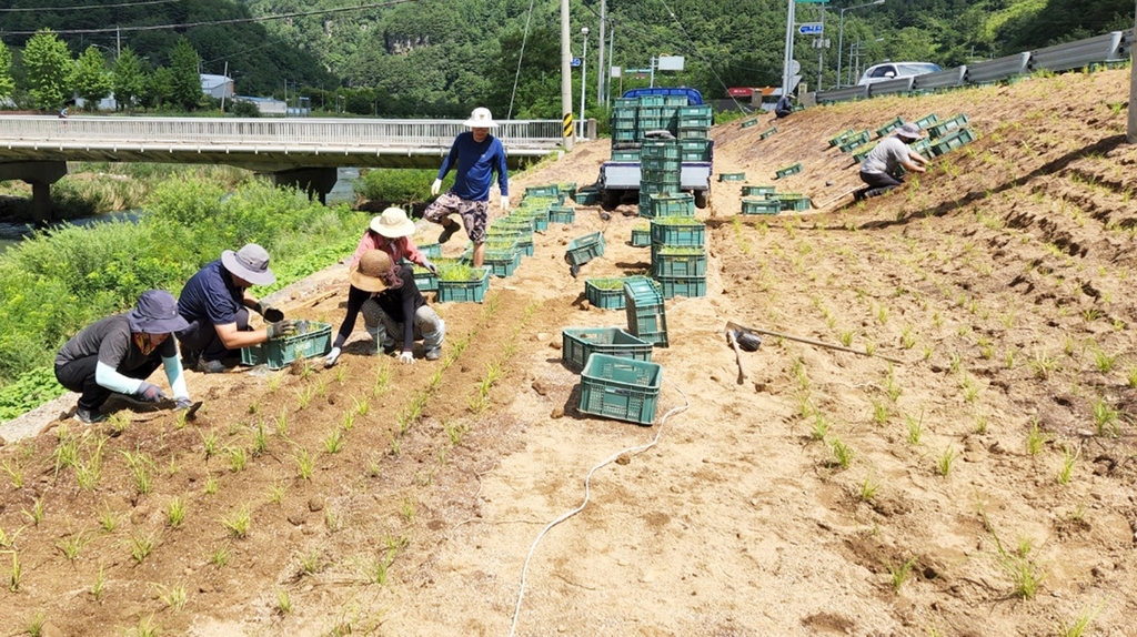 정선 남면 무릉리, 은빛 물결 출렁이는 '세계 억새마을' 된다