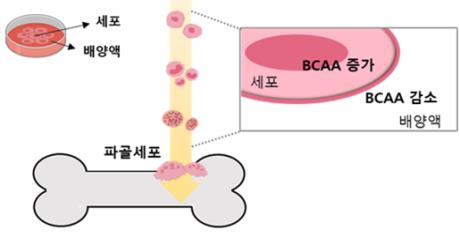 기초과학지원연, 골다공증 유발 뼈 분해 핵심 역할 효소 발견