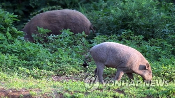 '도심 출몰' 멧돼지, 은행 ATM부스 들어가…50분 만에 사살