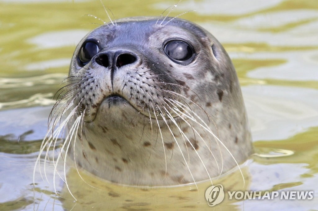 '벨루가' 발견된 佛센강, 이번엔 이 동물 등장…왜?