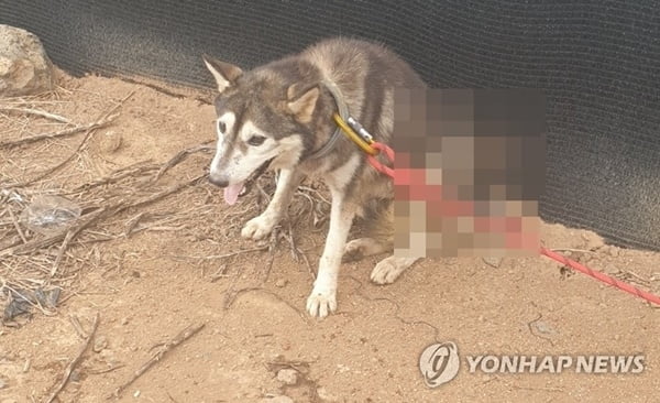 70㎝ '양궁용 화살' 몸에 꽂힌 개…수사 난항