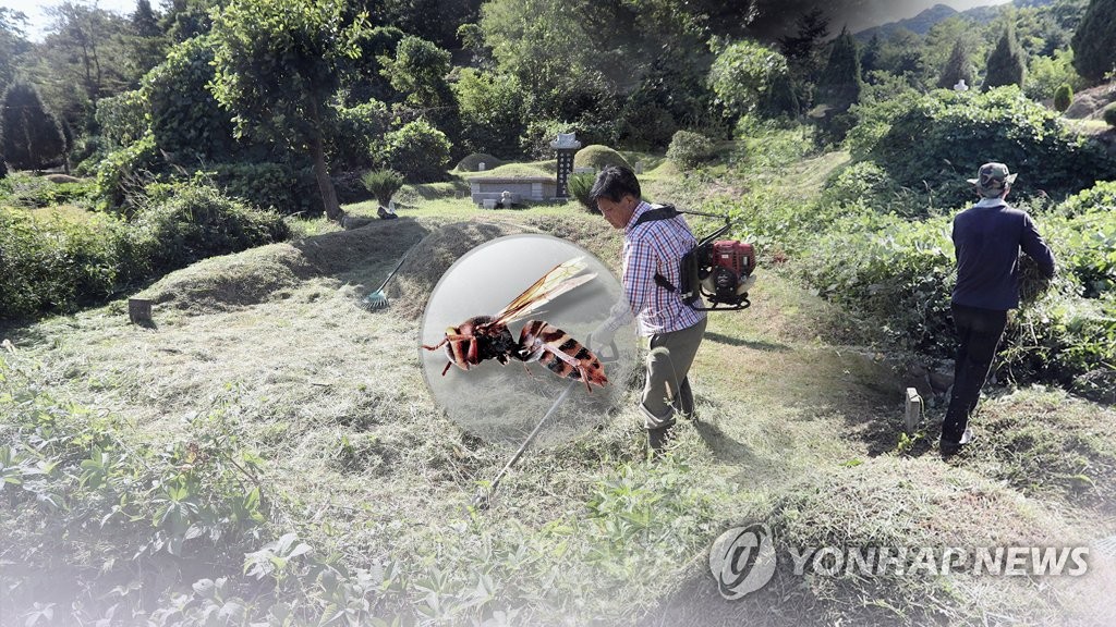 주말 사이 광주·전남 벌 쏘임 사고 잇따라…3명 사상