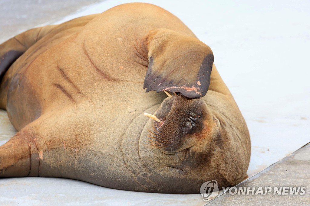 노르웨이의 유명 바다코끼리, 몰려드는 구경꾼에 결국 안락사