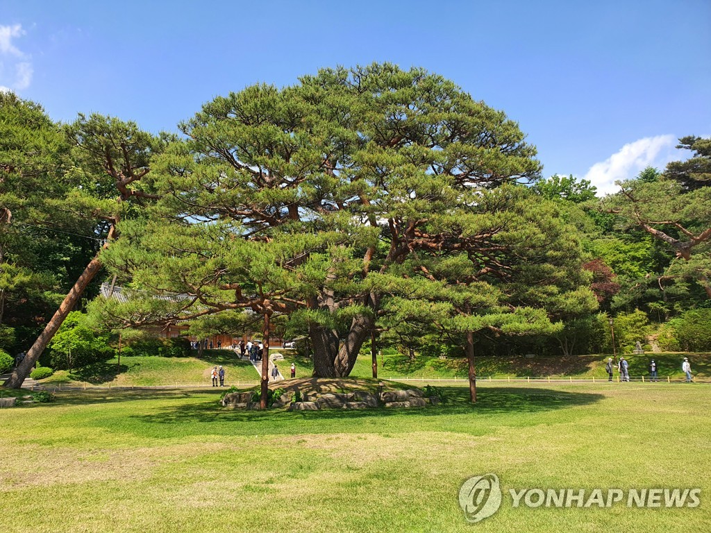 녹지원 반송·상춘재 말채나무 등 청와대 나무 천연기념물 된다(종합)