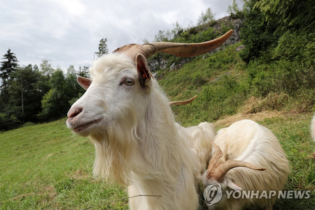 스페인 바르셀로나, 산불과의 전쟁에 염소·양 투입