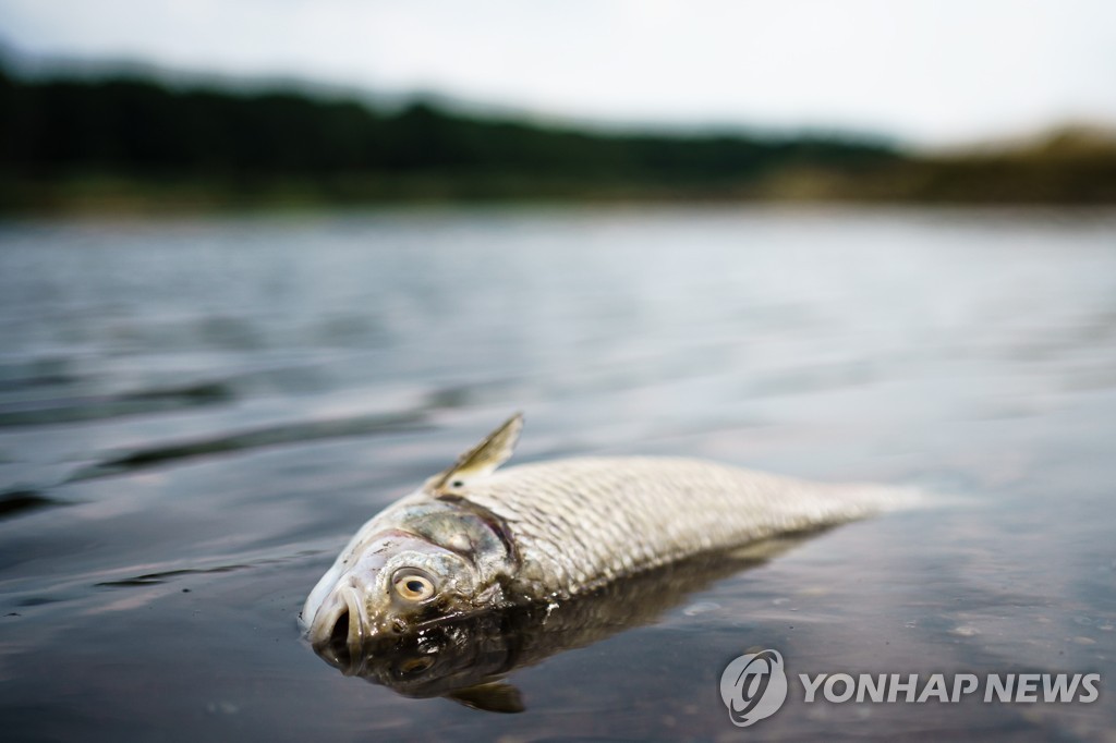 유럽 한복판 오데르강서 물고기 집단폐사…"염도높고 수은검출"