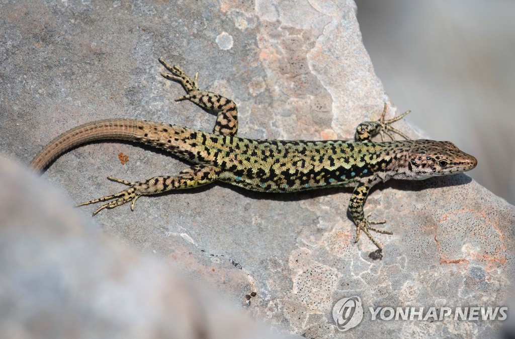 "온난화 지역서 사는 도마뱀, 조로증 걸린 새끼 낳는다"