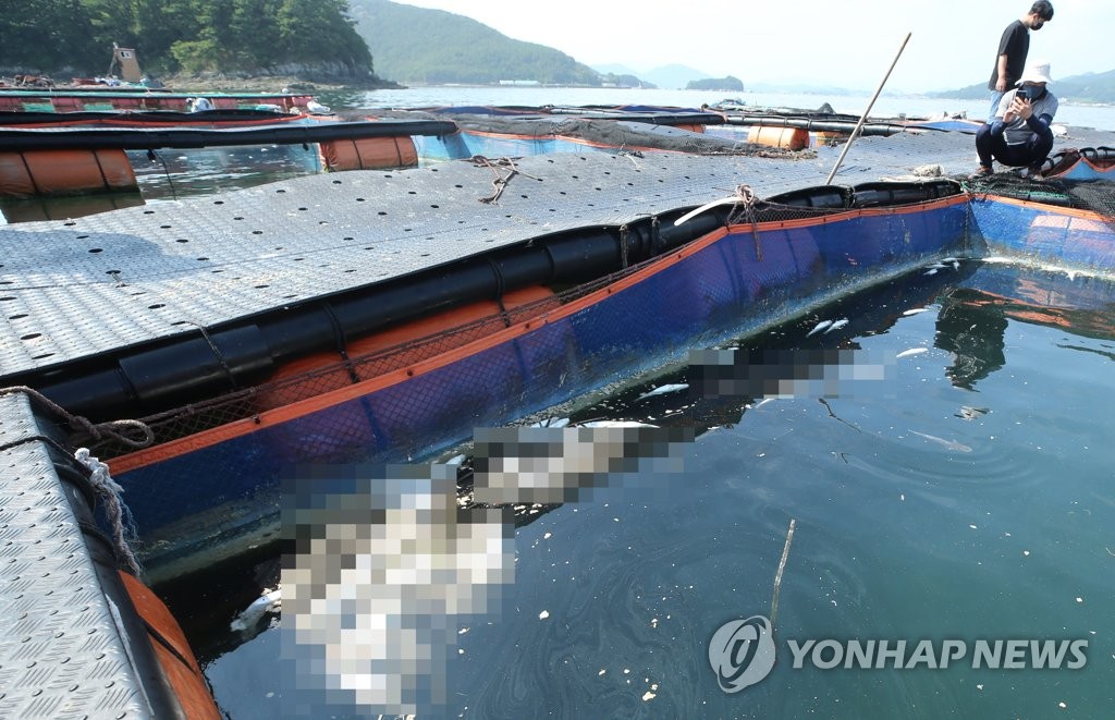 여수 가막·여자만에 고수온 '경보'…대응 총력