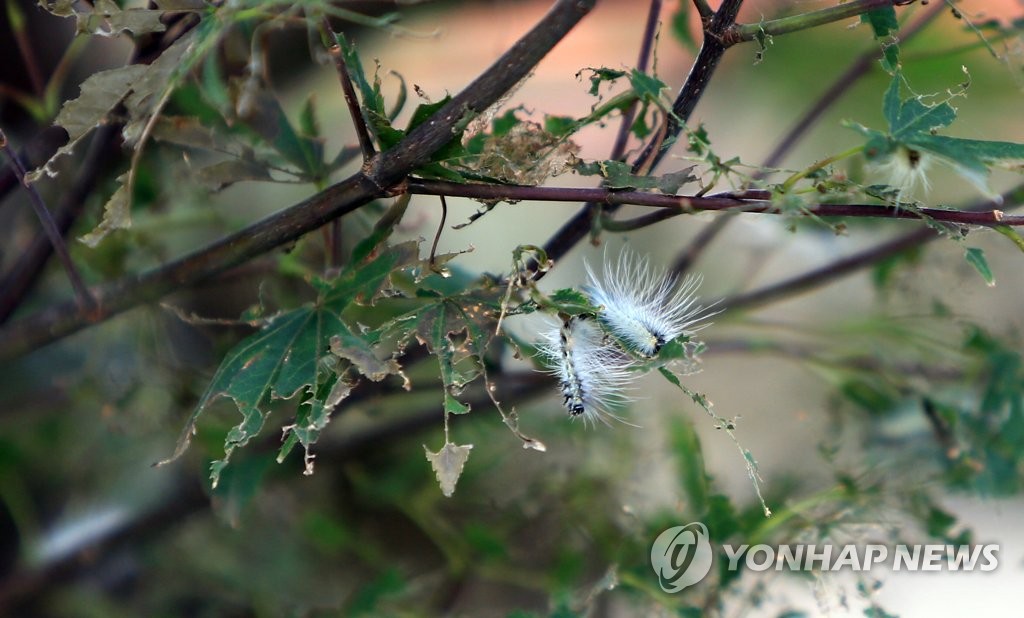 충남농기원 "미국흰불나방 비상…지난해보다 4배 이상 증가"