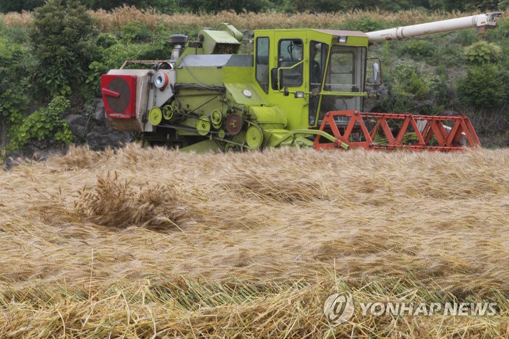 내년도 밀 전문 생산단지 74곳 선정…밀 자급률 제고 박차