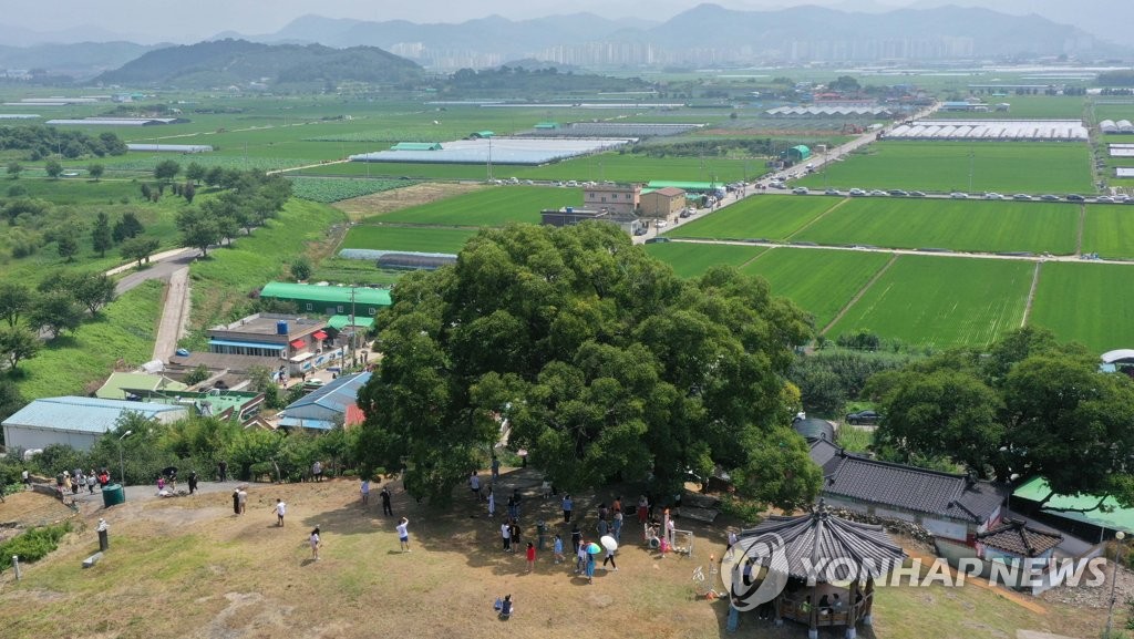 드라마서 마을 지켜낸 '우영우 팽나무', 실제 천연기념물 된다