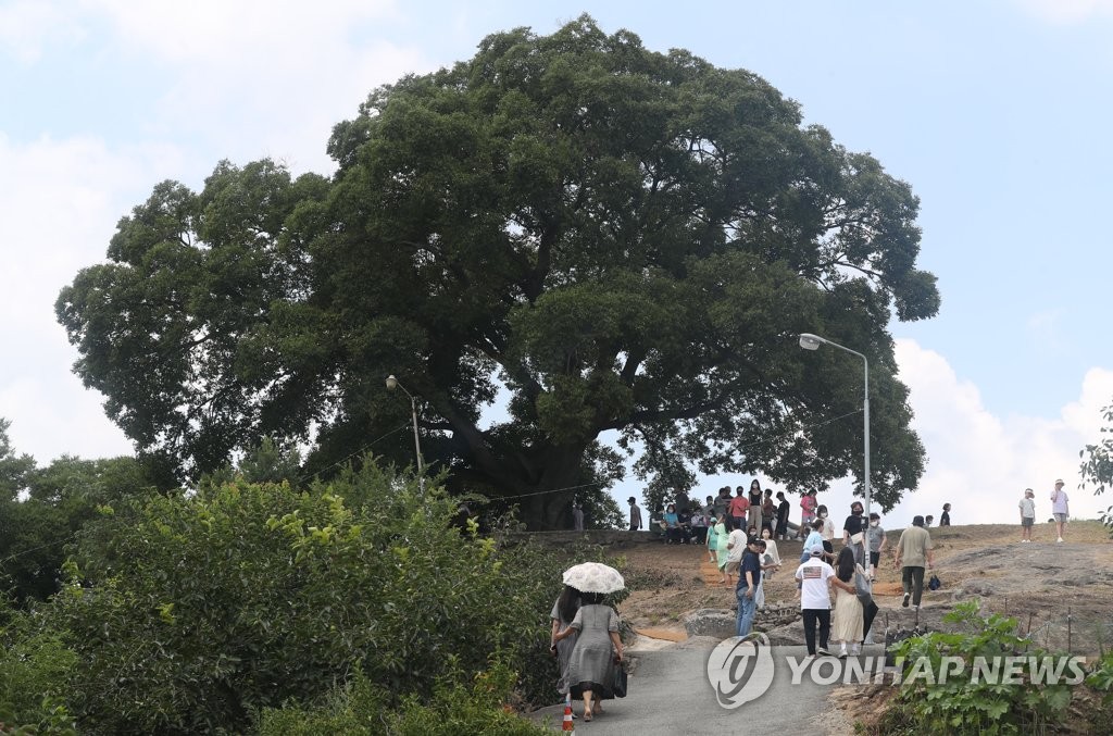 '우영우 팽나무' 천연기념물 지정되면 마을엔 어떤 변화 있을까