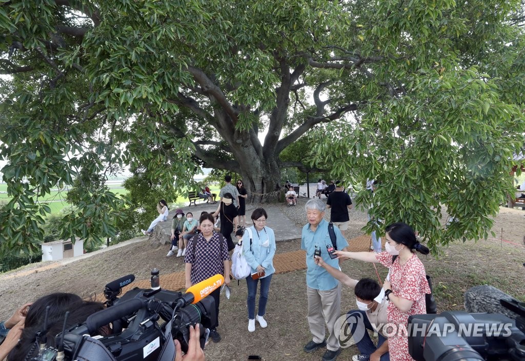 '우영우 팽나무' 천연기념물 지정되면 마을엔 어떤 변화 있을까