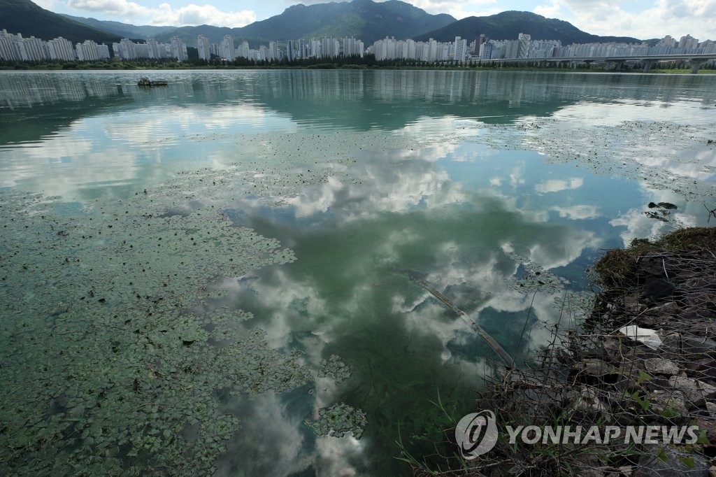 녹조가 점령한 낙동강…환경단체 "강이 흘러야 환경재난 해결"