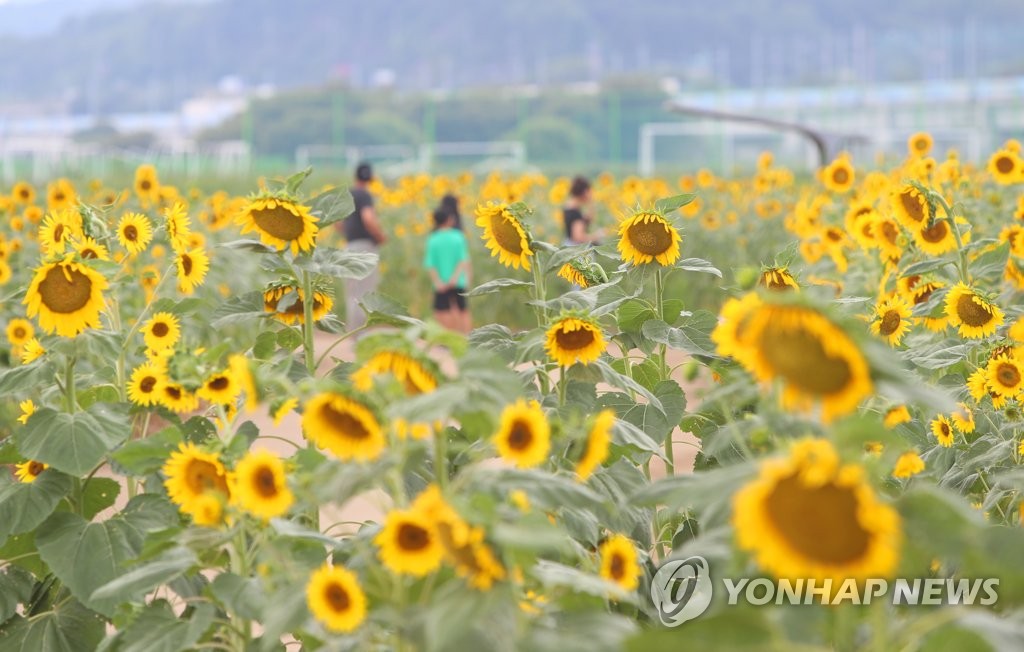 대구·경북 흐리고 밤에 비…낮 최고 기온 29∼35도