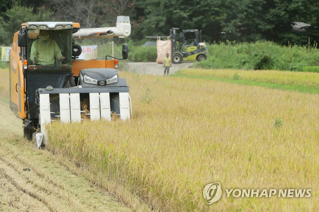 입추 하루 지나 벼베기…농민 "제값 받았으면"(종합)