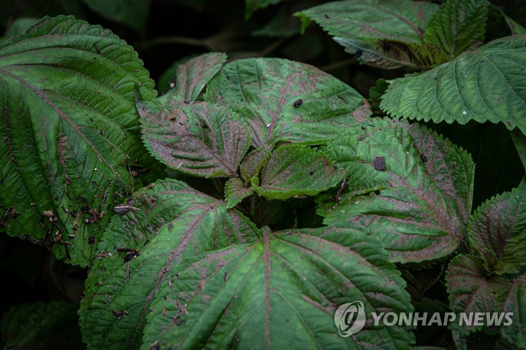 [중부 집중호우] 육계 2만300마리 폐사·벼 164㏊ 침수…"수급관리 총력"