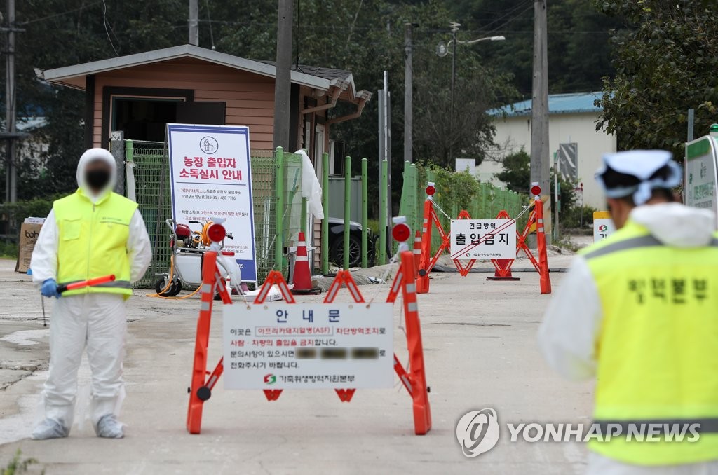 양구 ASF 농가 돼지 살처분 시작…한때 농장 문 막혀 작업 지연(종합)