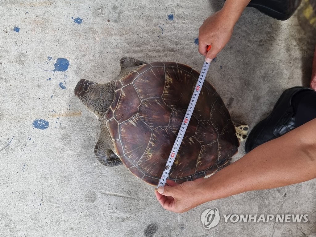 동해안에서 해양보호생물종 잇따라 발견