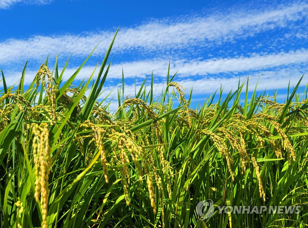 가격 내려가고 인력도 없고…벼 재배 0.7%↓·고추 10.8%↓